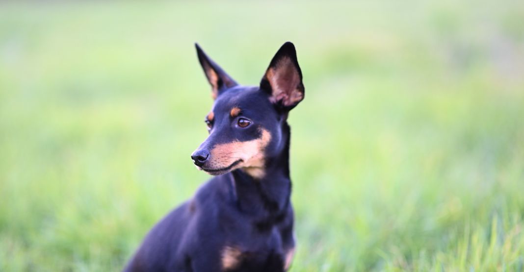 pinscher nain assis dans un pré