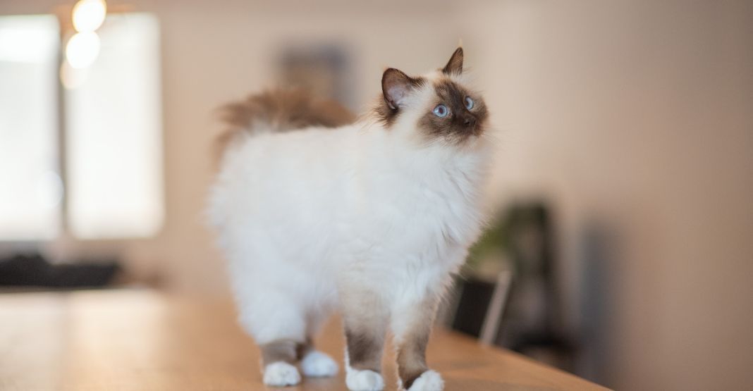 chat colorpoint aux yeux bleus debout sur une table