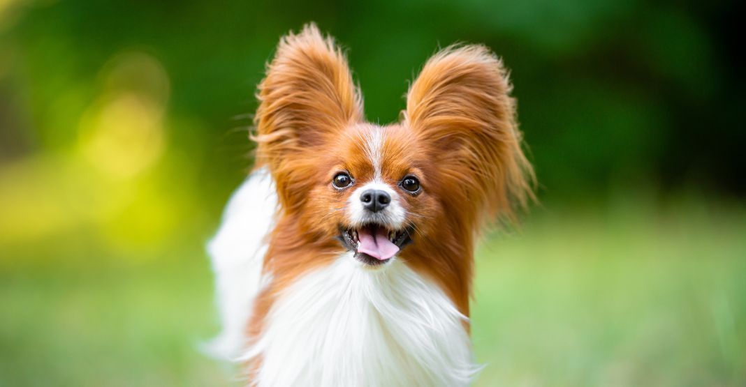 épagneul nain continental papillon roux et blanc