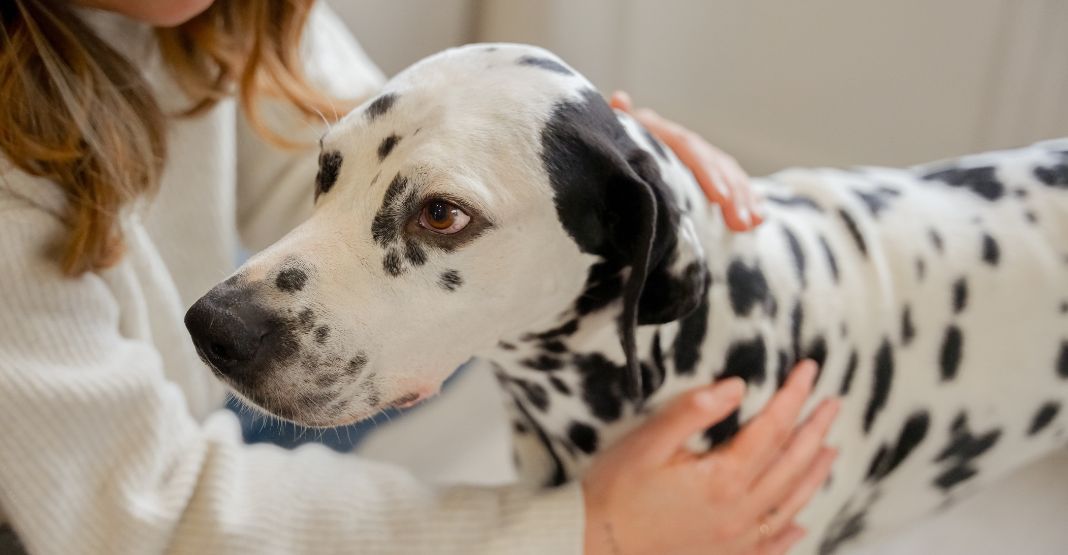 dalmatien se faisant caresser