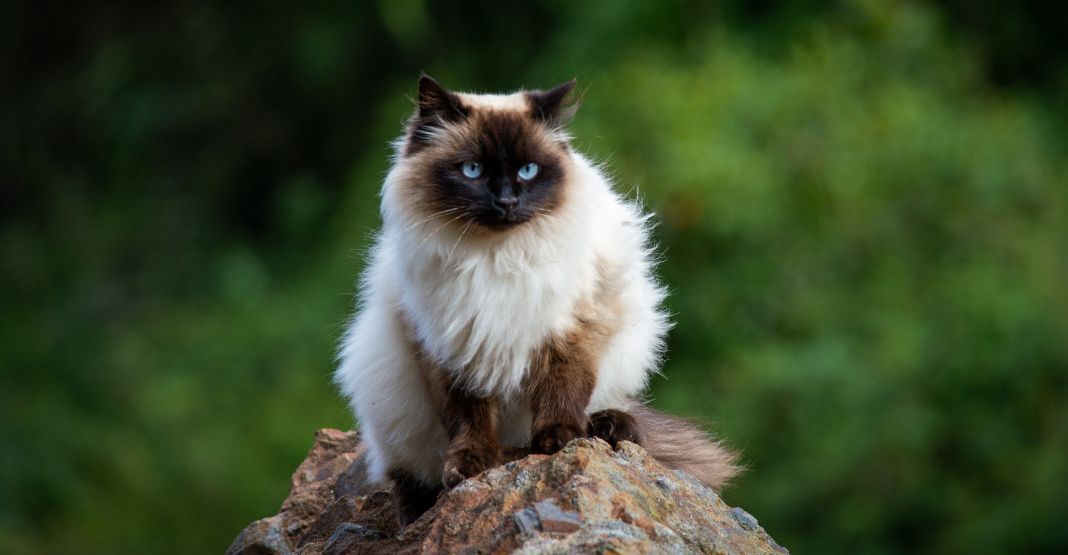 chat himalayen aux yeux bleus assis sur une branche