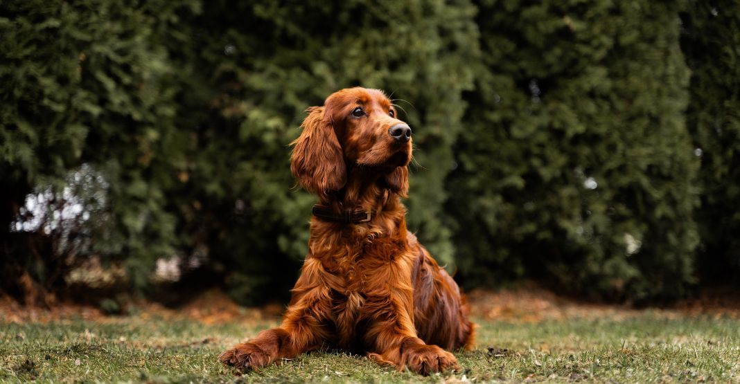 setter irlandais couché devant une haie