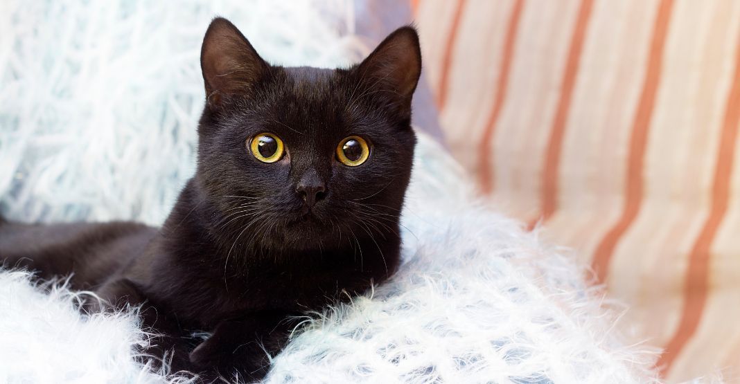 chat noir allongé sur un coussin