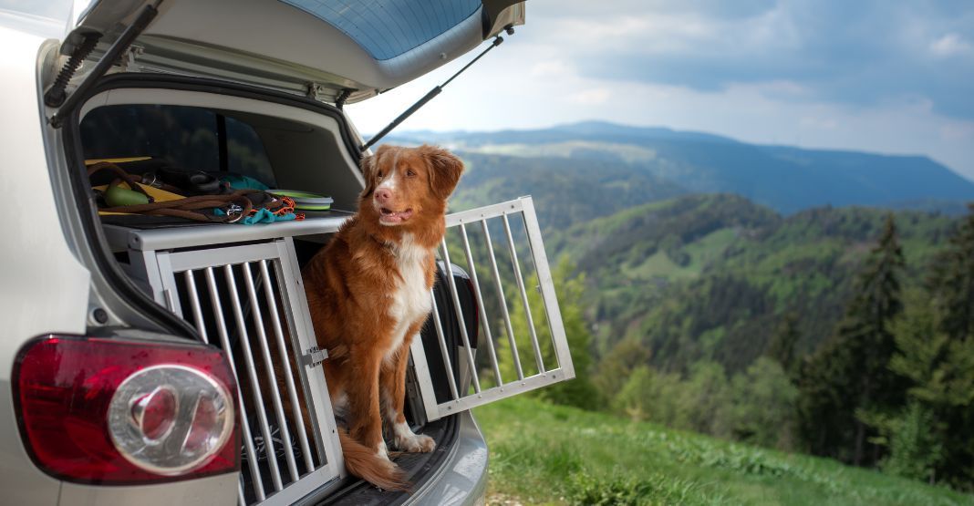 chien marron et blanc dans le coffre d'une voiture ouverte devant une vue