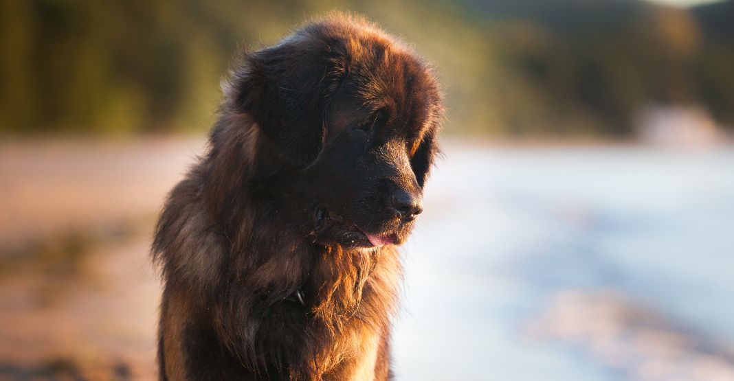 leonberg sur la plage