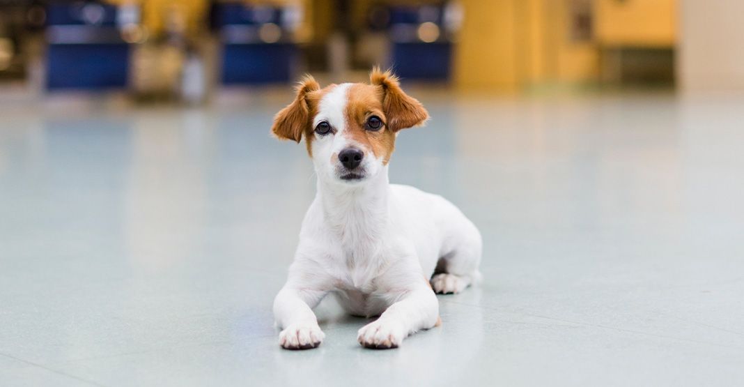 chien roux et blanc dans un aéroport