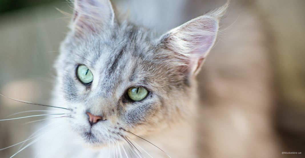 maine coon gris et blanc en gros plan