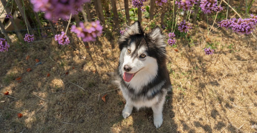 pomsky assis devant des fleurs