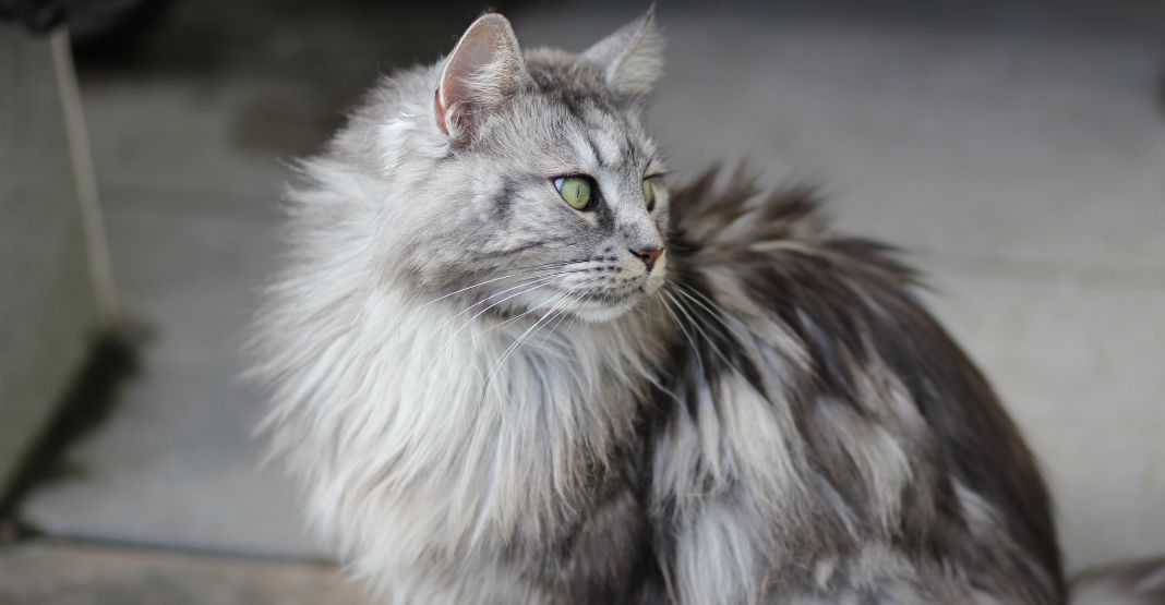 chat maine coon gris et blanc avec les yeux verts assis en intérieur