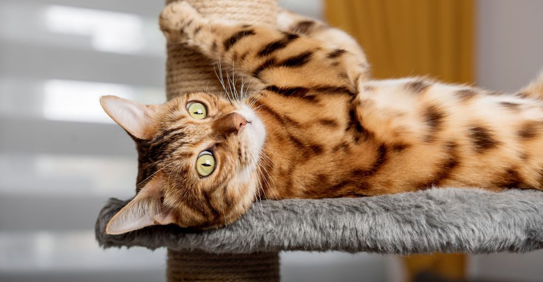 chat tabby jouant sur son arbre à chat
