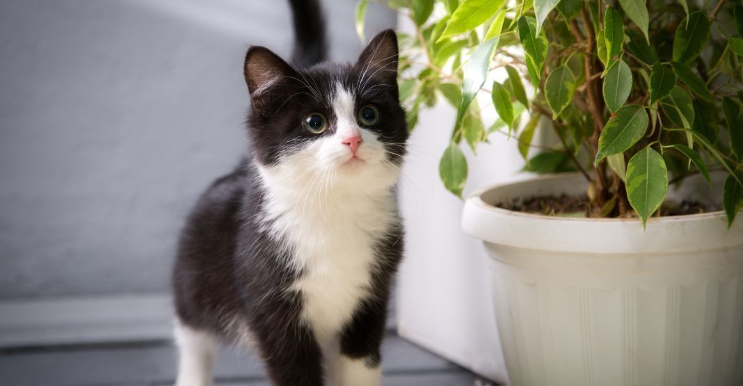 chaton noir et blanc à côté d'une plante