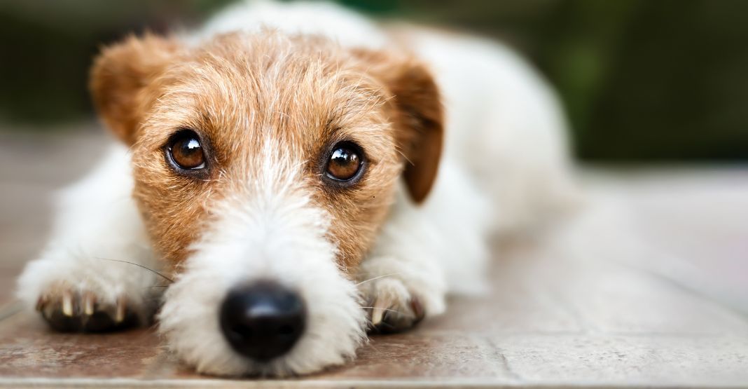 chien roux et blanc allongé