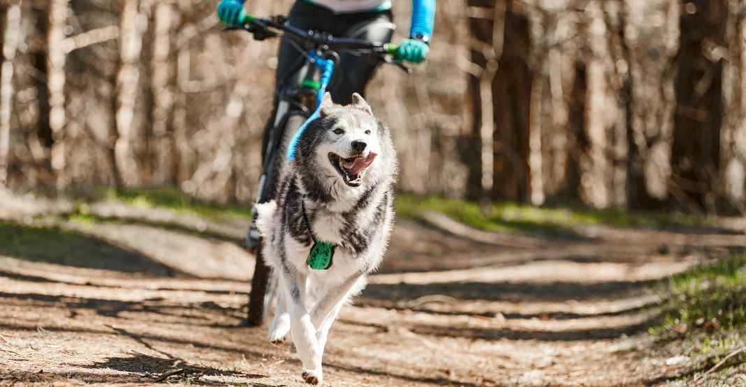 husky faisant du cani-vtt avec son maître en forêt