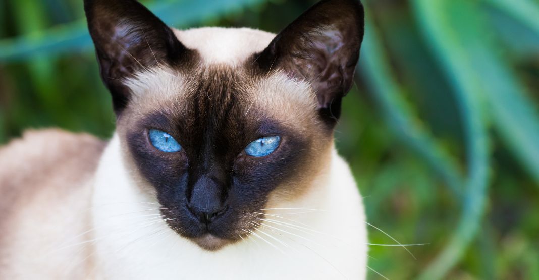 Tonkinois aux yeux bleus dans la nature