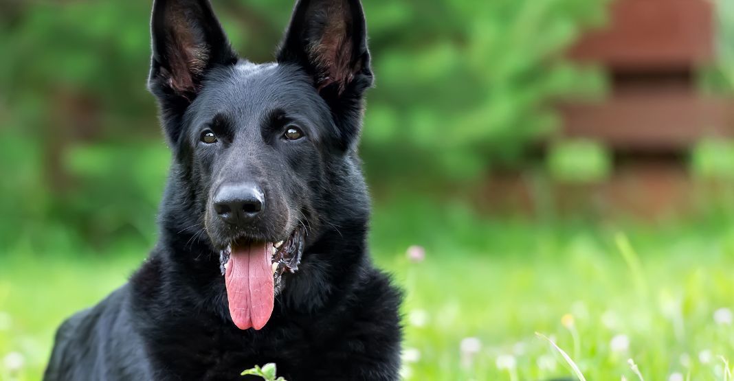 Berger allemand noir dans l'herbe