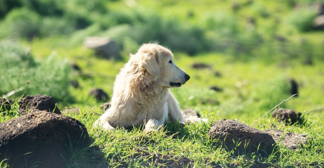 chien akbash allongé dans l'herbe