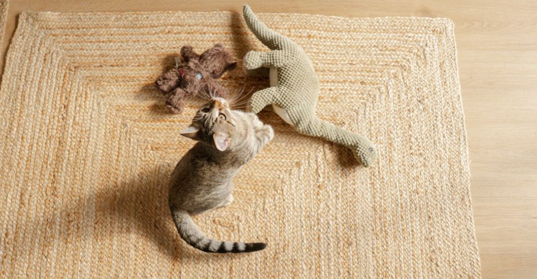 chat tigré jouant avec ses jouets