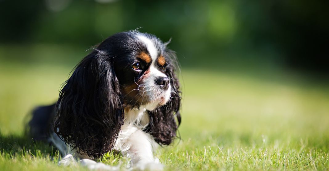 cavalier king charles noir blanc et feu allongé sur l'herbe dans un pré