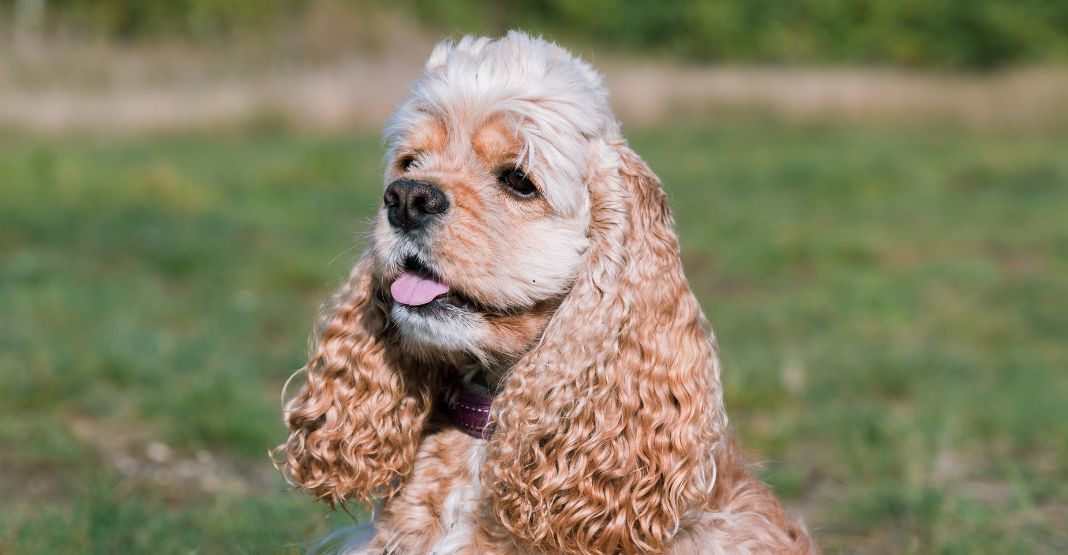 Cocker Américain beige et blanc