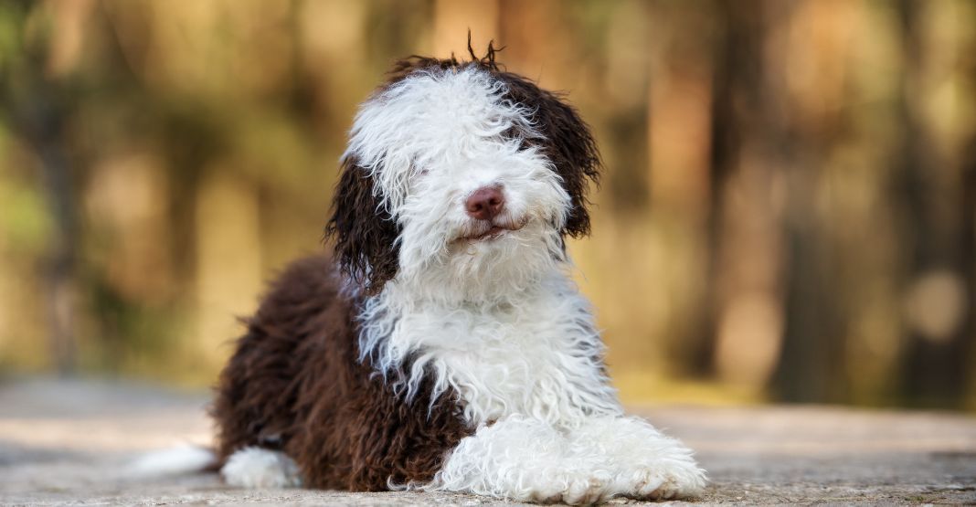 chien d'eau espagnol marron et blanc allongé en extérieur
