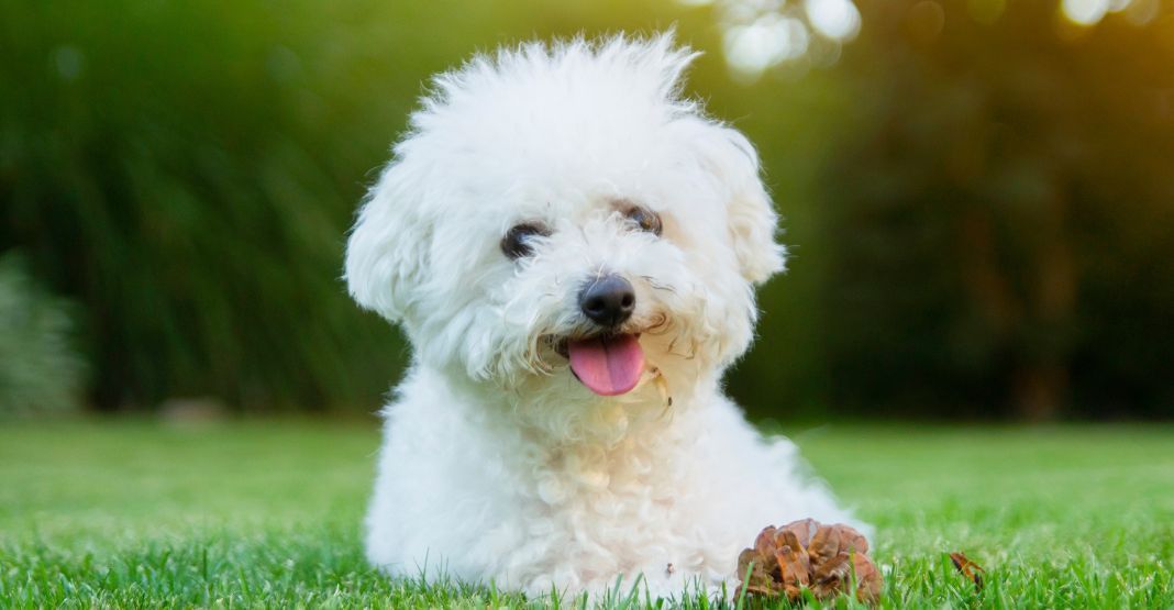 bichon frisé allongé dans l'herbe devant le coucher de soleil