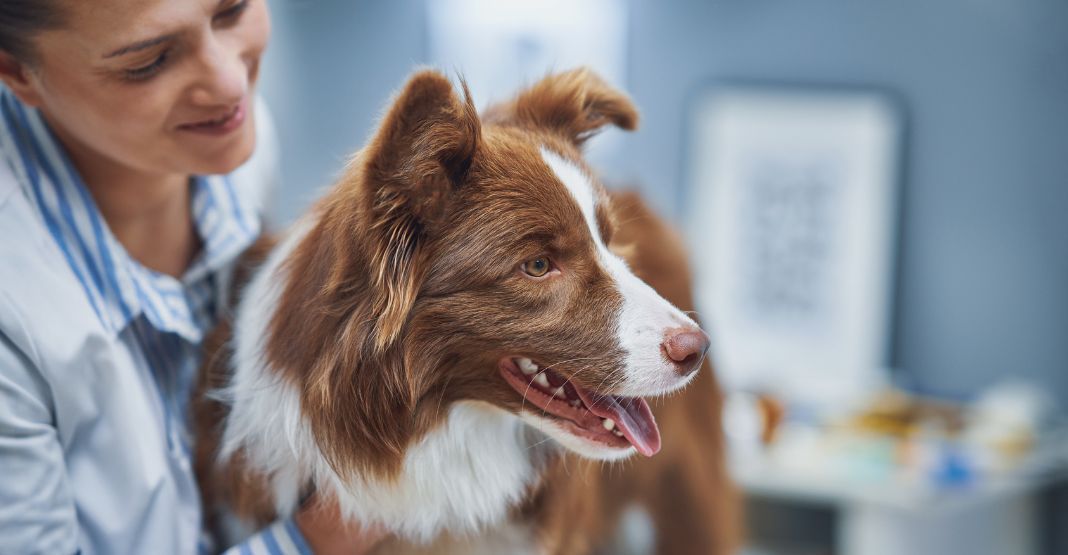 chien marron chez le vétérinaire