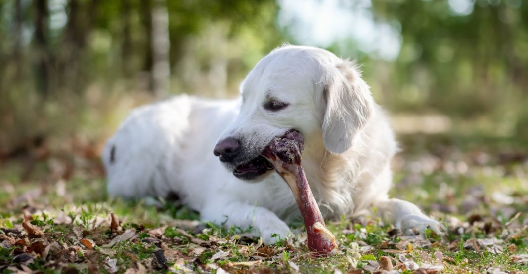 golden retriever blanc avec un os de jambon ultra premium direct dans les bois