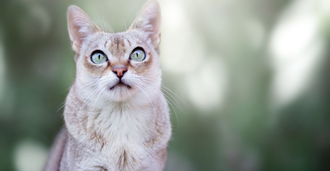 chat singapura fond vert