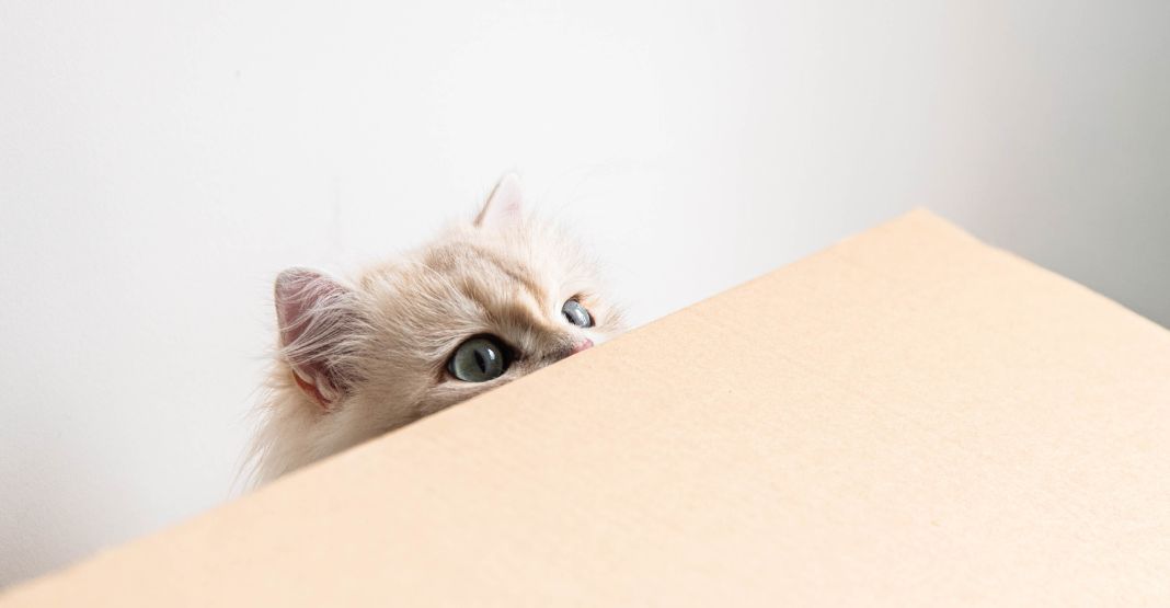 british longhair se cachant derrière une table