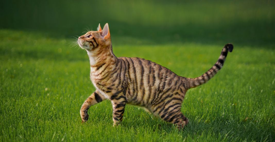 Toyger dans l'herbe