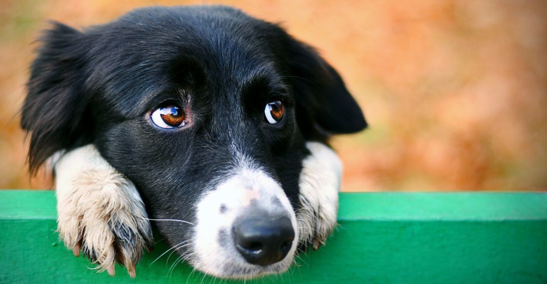 chien noir et blanc sur une barrière verte regardant à droite