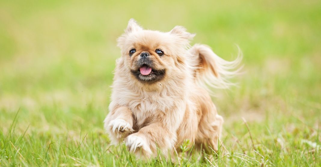 Pékinois courant dans l'herbe