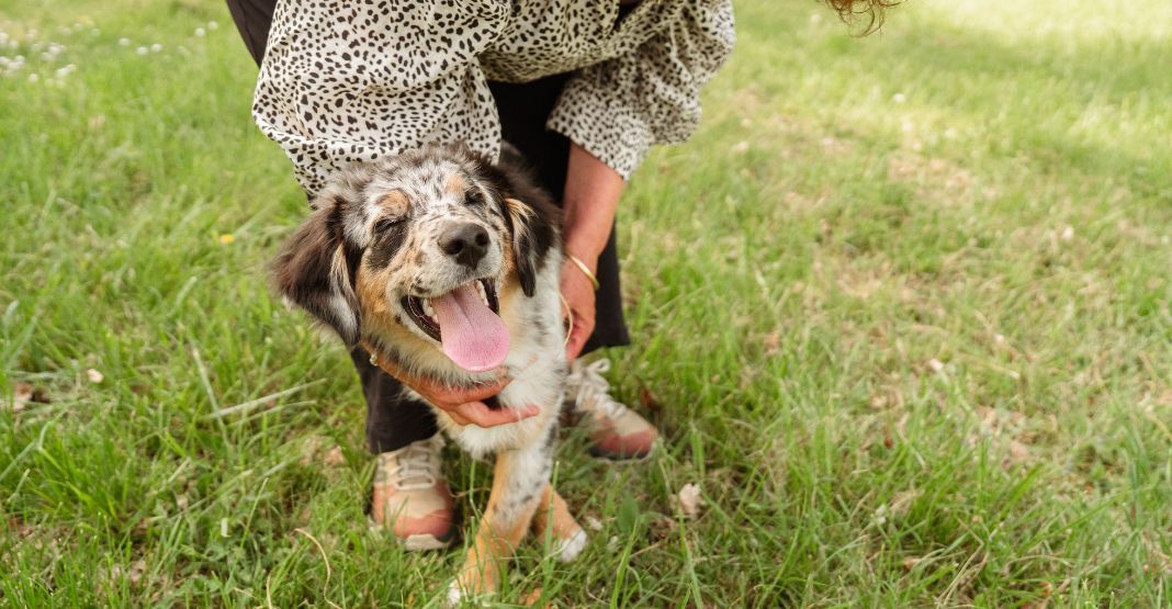 chiot berger australien jouant avec sa maîtresse dans l'herbe