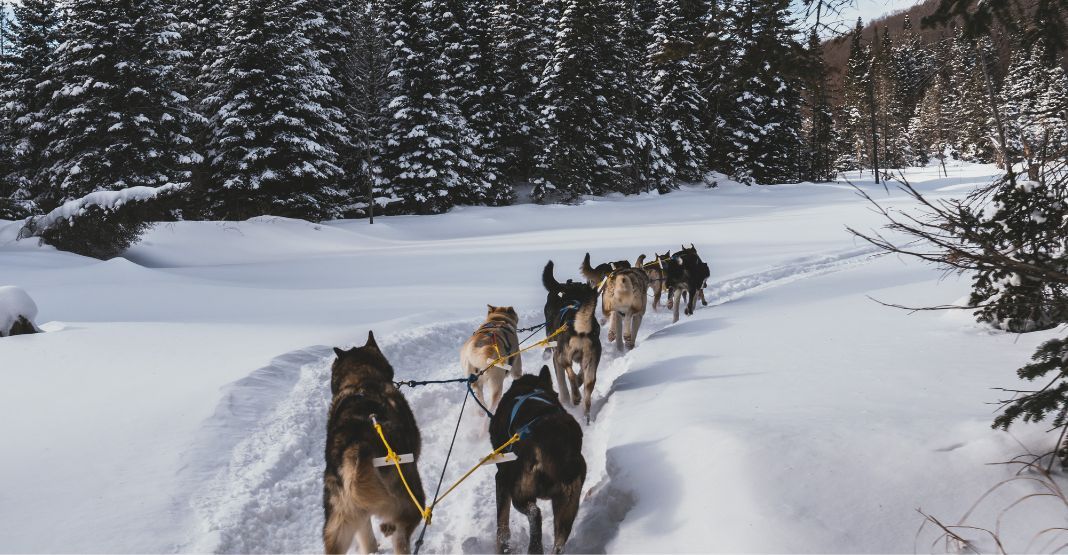 Chiens de traîneaux dans la neige