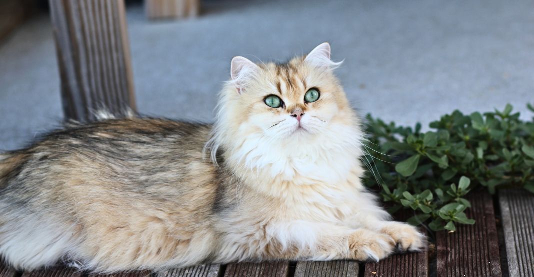 maine coon beige aux yeux verts