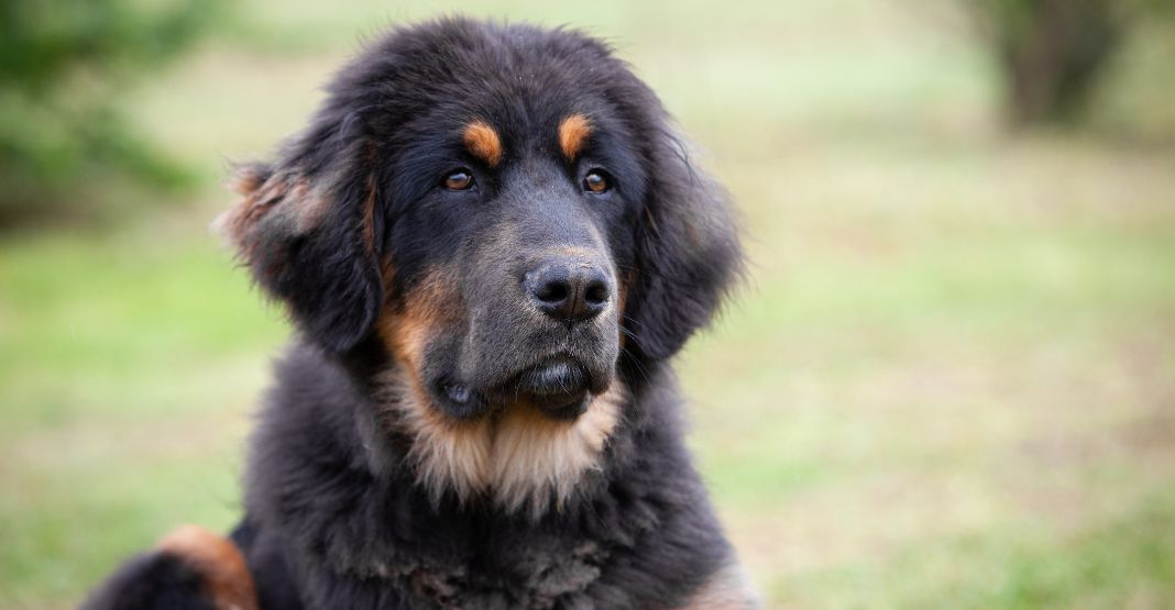 dogue du tibet noir et feu dans un pré
