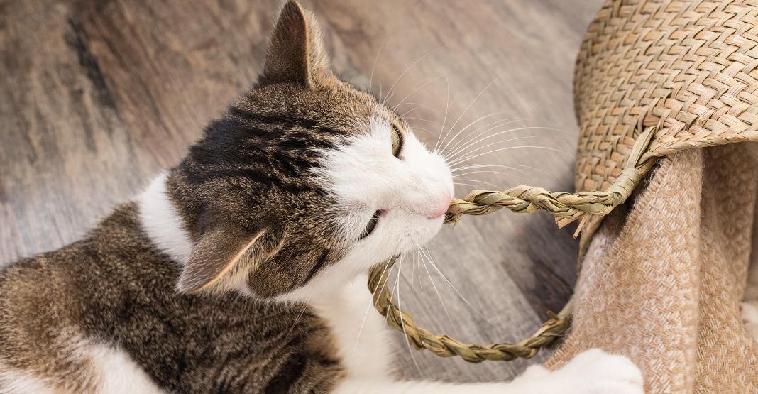 chat atteint de pica