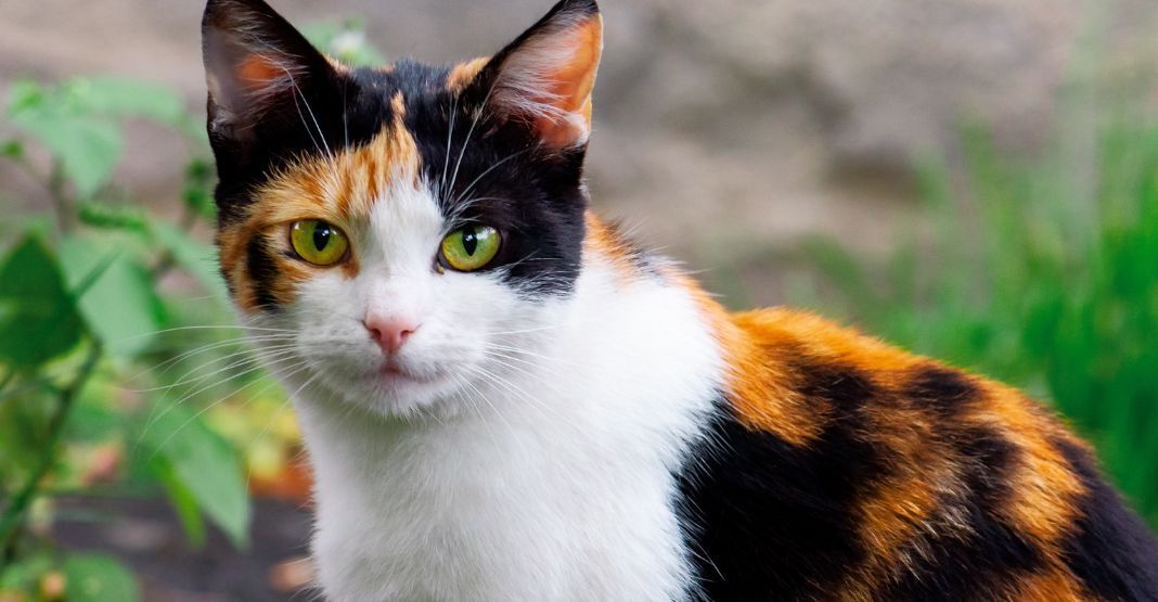 chat tricolore dans son jardin de face