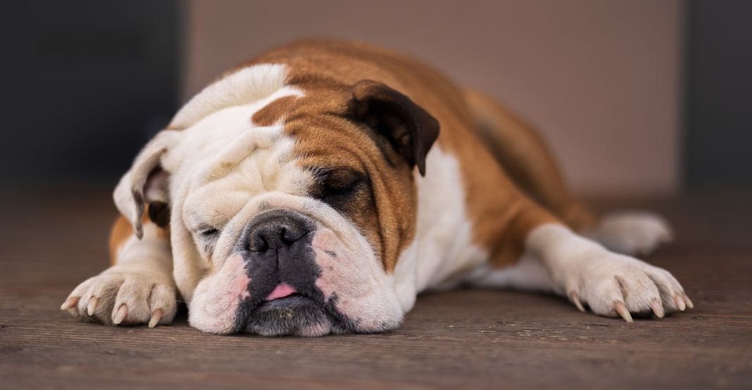 Bulldog Anglais endormi