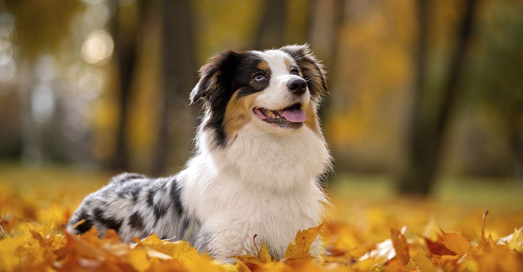 chien dans les feuilles d'automne