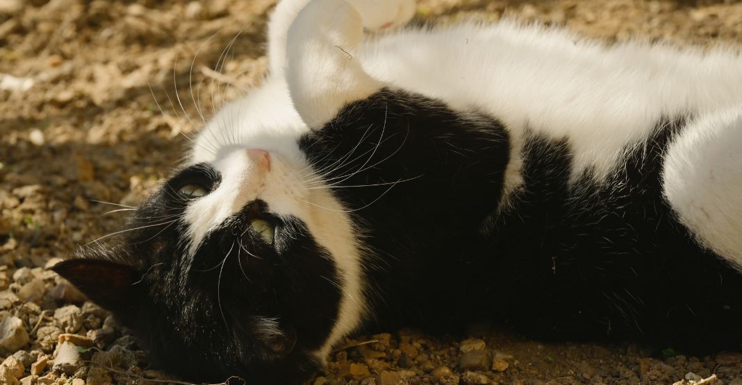 chat noir et blanc allongé sur le dos