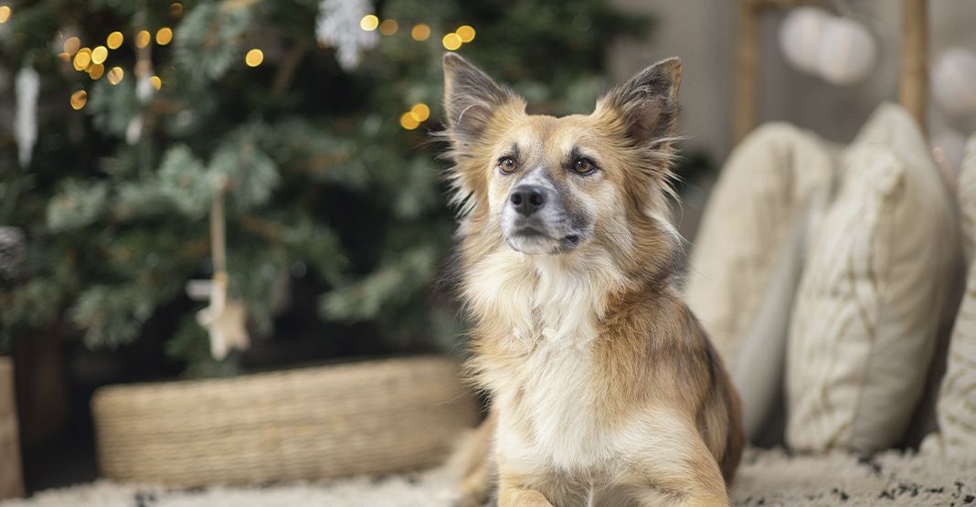 chien devant un sapin de Noël