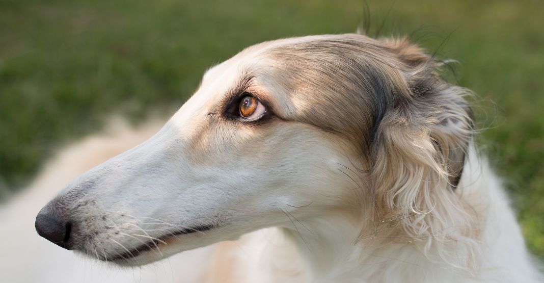 barzoi couleur crème dans l'herbe