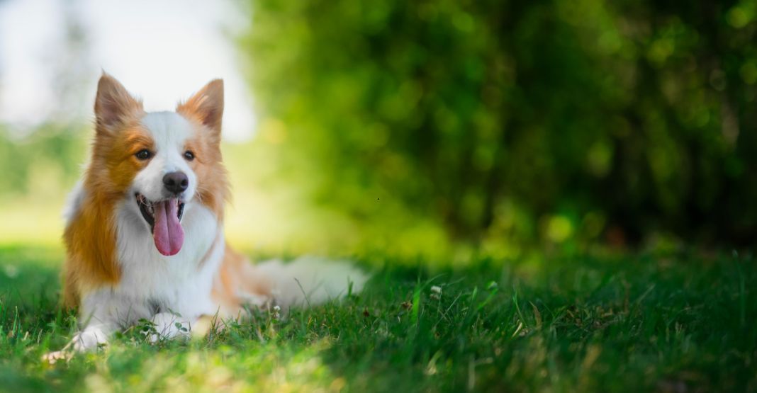 Border Collie dans l'herbe