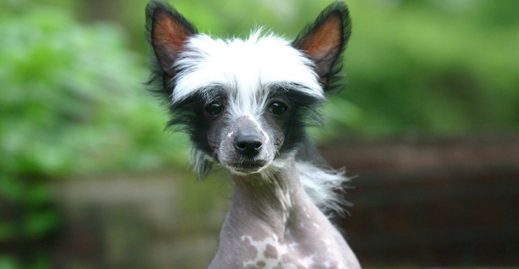chien chinois à crète blanc et noir