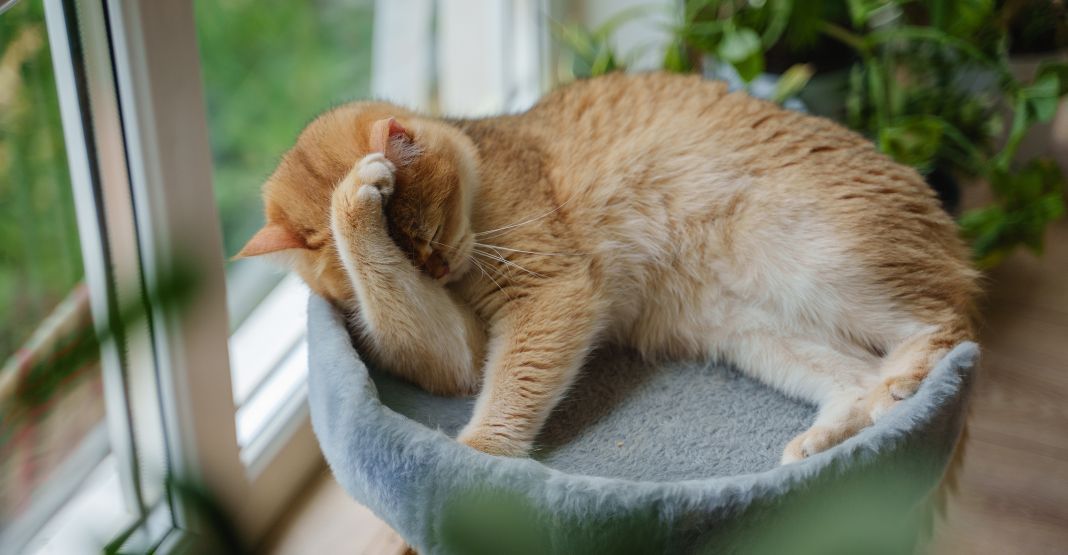 chat roux dans son arbre à chat