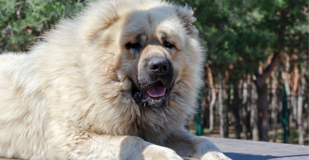 berger du caucase couleur crème