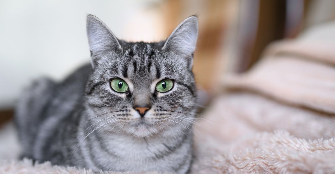 American Shorthair gris et blanc