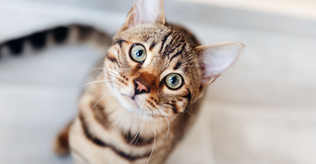 chat tigré aux yeux verts regardant la caméra