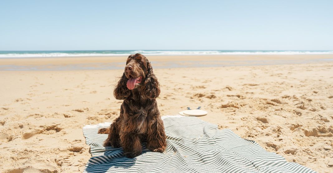 chien cocker marron sur la plage 